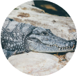 crocodile