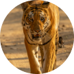 tigr