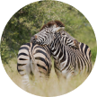 zeebra